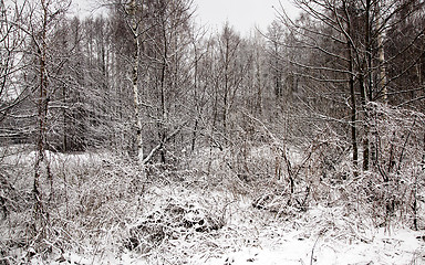 Image showing winter forest  