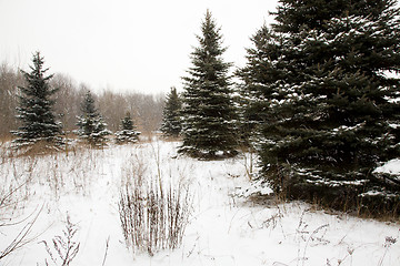 Image showing trees   in winter