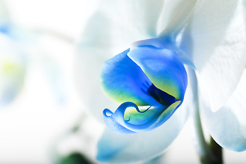 Image showing blue orchid  