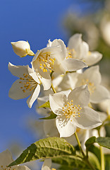 Image showing jasmine flower  