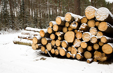 Image showing logging. Winter