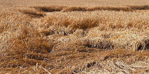 Image showing wheat after a thunder-storm 