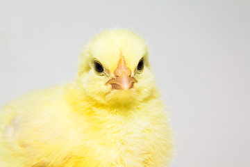 Image showing little chick