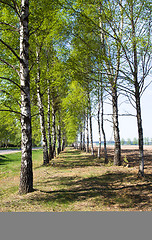 Image showing Birch spring