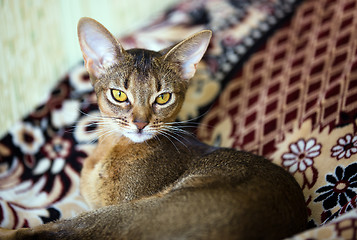 Image showing Abyssinian cat