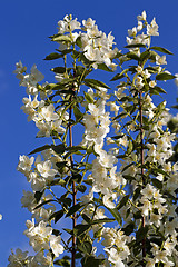 Image showing jasmine flower  