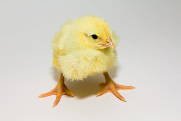 Image showing Small chicken