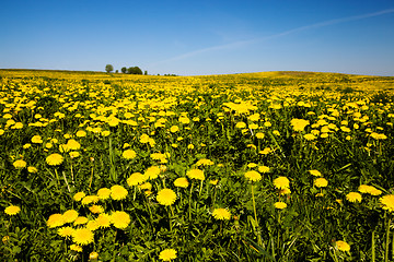 Image showing Yellow dandelions