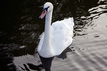 Image showing floating Swan