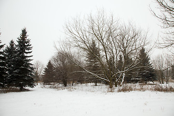 Image showing Winter forest