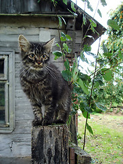 Image showing sitting cat