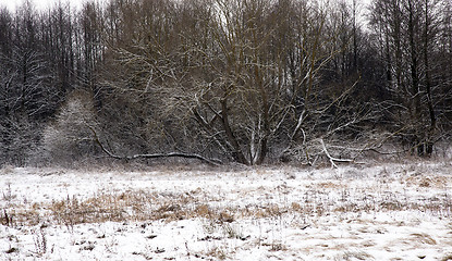 Image showing tree in the winter  