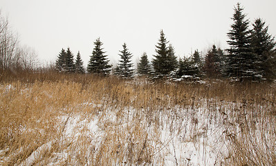 Image showing Winter forest