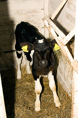 Image showing The small calf  