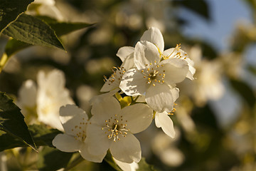 Image showing jasmine flower  