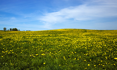Image showing dandelions field