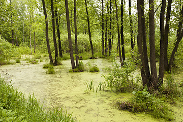 Image showing bog. summer  