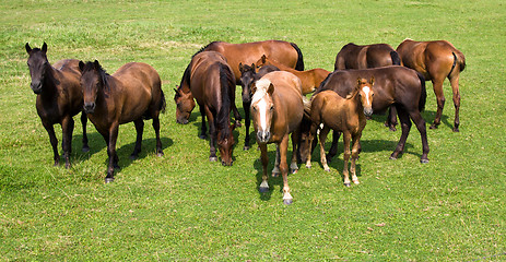 Image showing   grazing horses