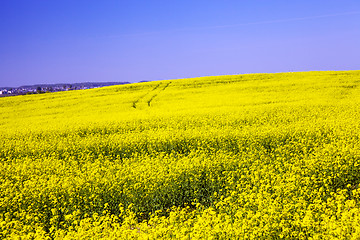 Image showing rapeseed field