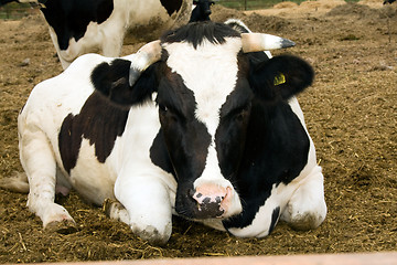 Image showing cow, lying on the field 