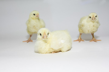 Image showing Small chicken   