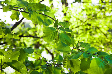 Image showing trees in a forest