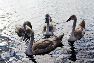Image showing floating young swans