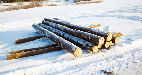 Image showing snow-covered logs