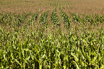 Image showing corn field 