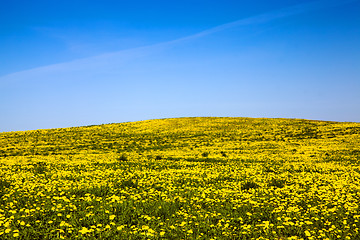 Image showing dandelions