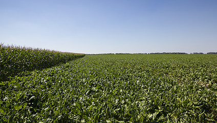 Image showing agriculture  