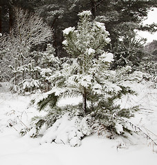 Image showing fir-tree in the winter  