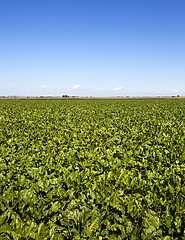 Image showing beetroots