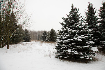 Image showing Winter forest