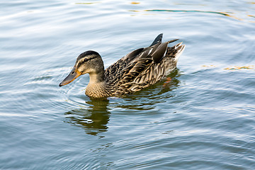 Image showing floating the wild duck