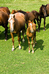 Image showing   horses  