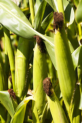 Image showing Mature corn  