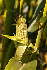Image showing corn grains  