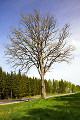 Image showing tree in the road. Spring