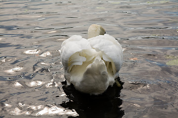 Image showing floating Swan