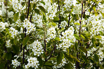 Image showing flowering tree