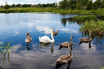 Image showing family of swans 