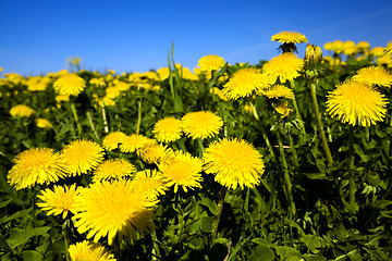 Image showing dandelions