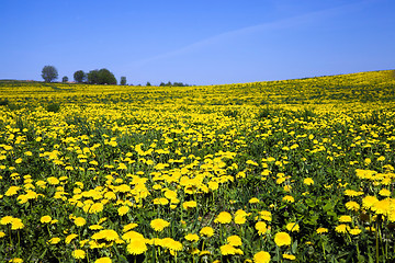 Image showing dandelions