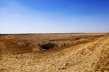 Image showing harvesting  