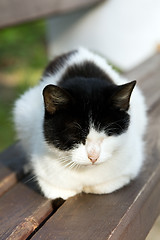 Image showing   cat resting  