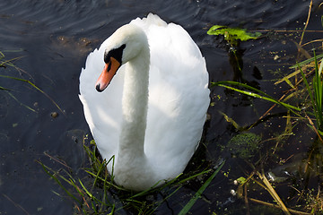 Image showing Swans on the lake