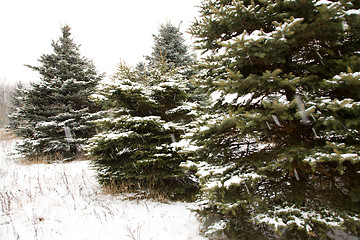 Image showing Winter forest