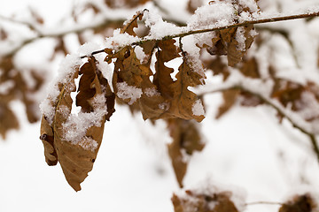 Image showing yellowed foliage  