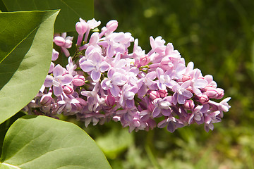Image showing Lilac flower
